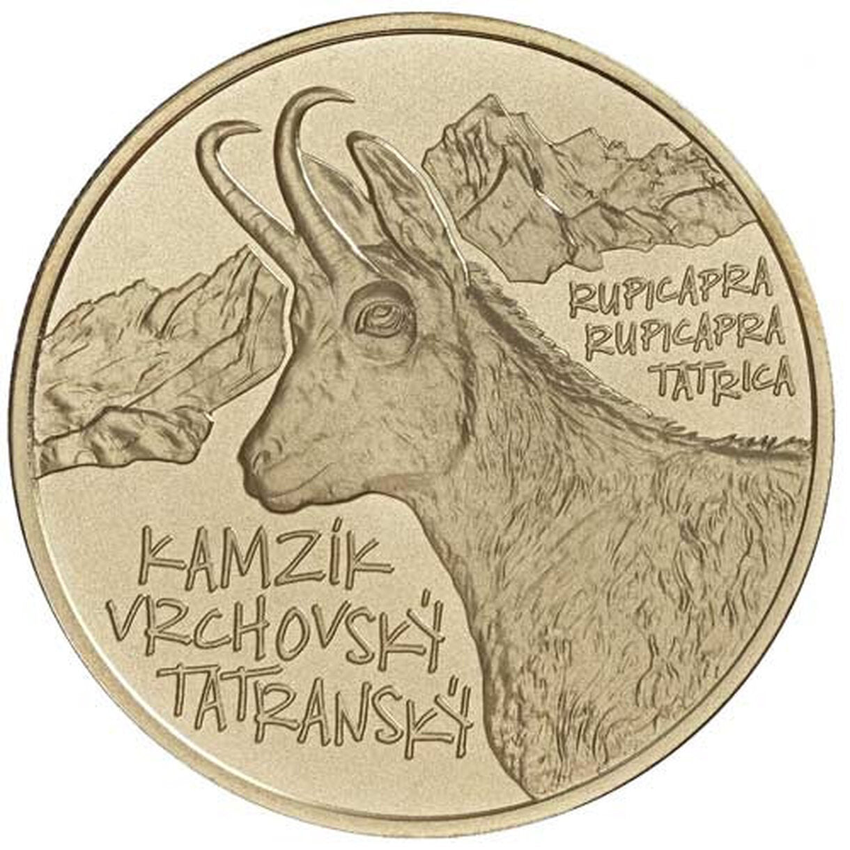 5 EURO Slovensko 2022 - Kamzík vrchovský tatranský